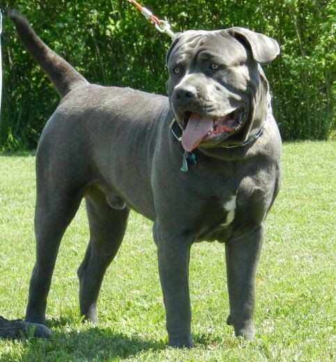 Listenhunde der Kategorie 1 Bandog