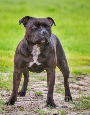 Listenhunde der Kategorie 1 Staffordshire Bullterrier
