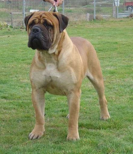 Listenhunde der Kategorie 2 Bullmastiff