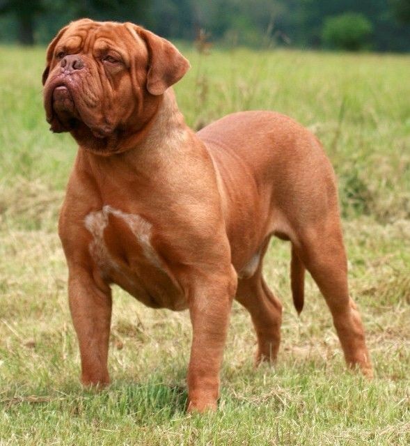 Listenhunde der Kategorie 2 Dogue de Bordeaux