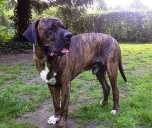 Listenhunde der Kategorie 2 Fila Brasileiro.