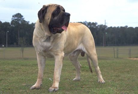 Listenhunde der Kategorie 2 Mastiff.