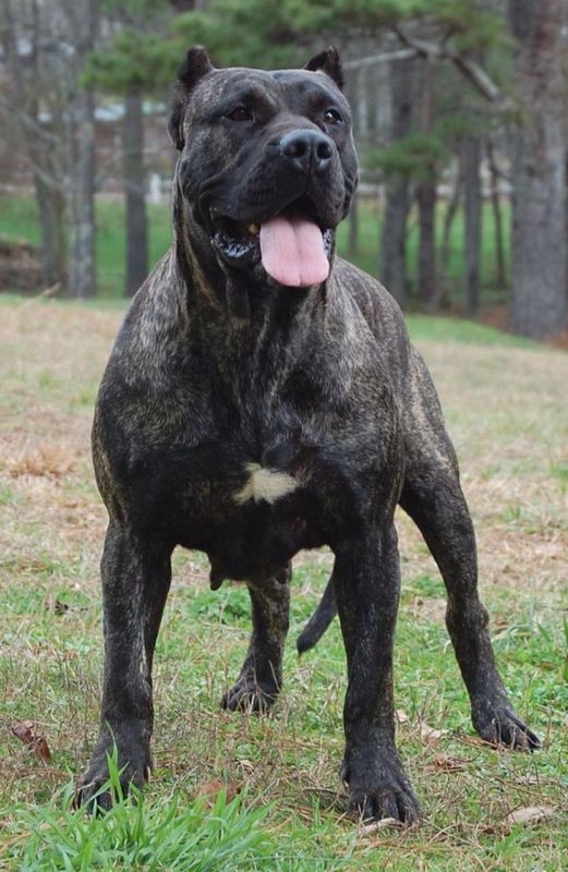 Listenhunde der Kategorie 2 Perro Presa Canario.