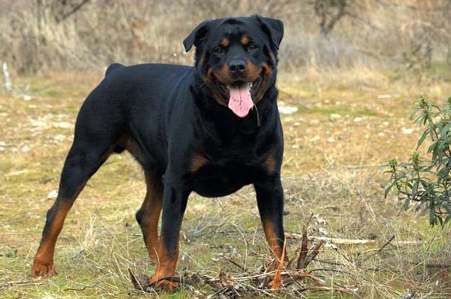 Listenhunde der Kategorie 2 Rottweiler.