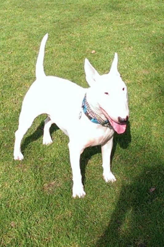 Listenhunde der Kategorie 2 Bullterrier